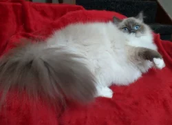 Nabízím krásná ragdoll Koťata s PP